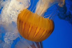 jelly fish