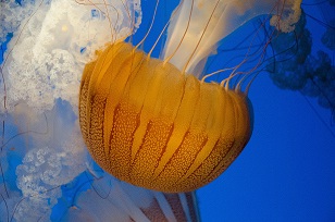 jelly fish